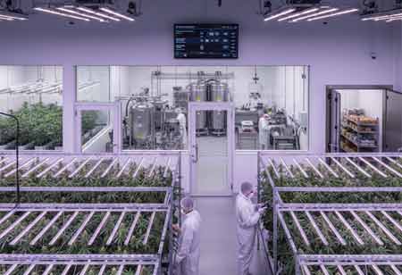 Designing Resilient Cannabis Facilities for a Global Market